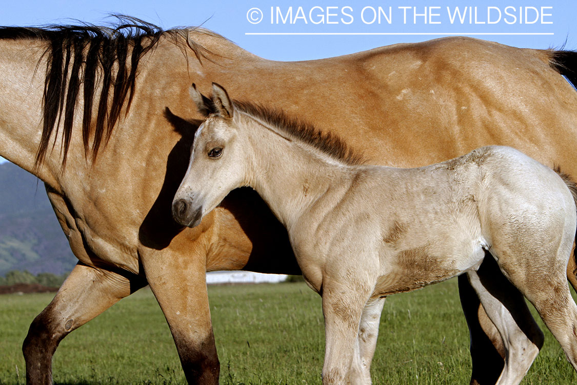 Quarter Horse mare with foal in pasture.