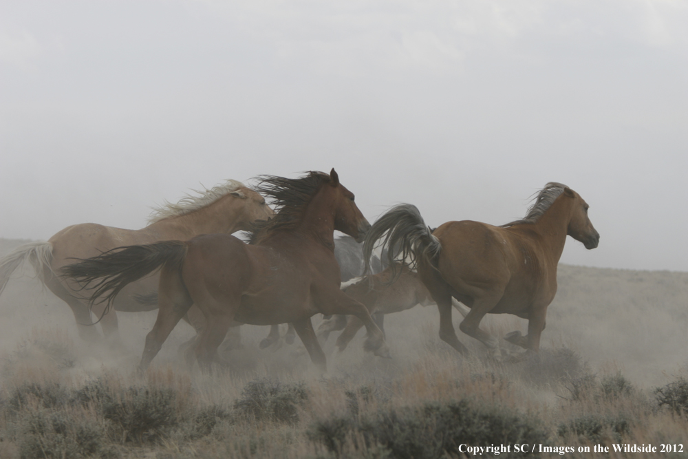 Wild Horse Galloping.