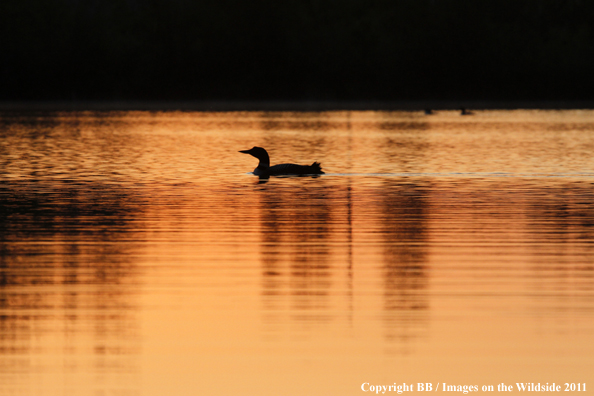 Common Loon on water. 