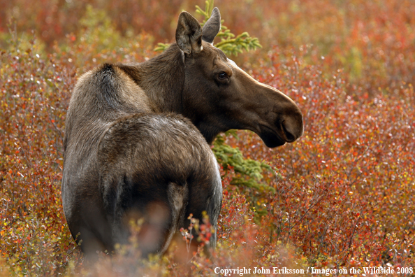 Alaskan Moose in Habitat