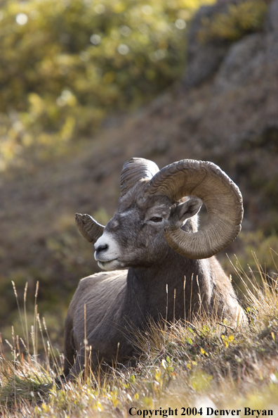Rocky Mountain bighorn sheep (ram).
