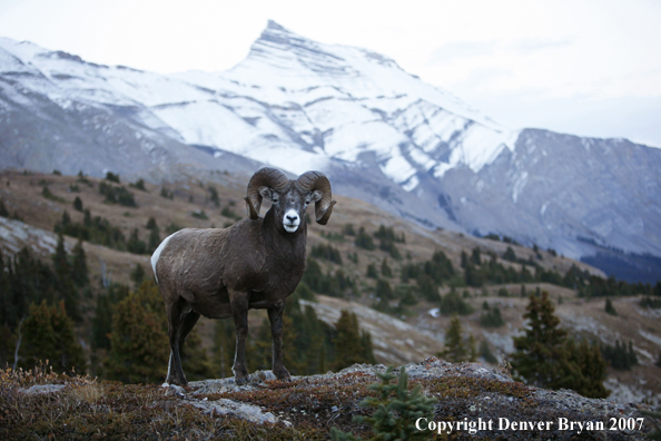Rocky Mountain Bighorn Sheep