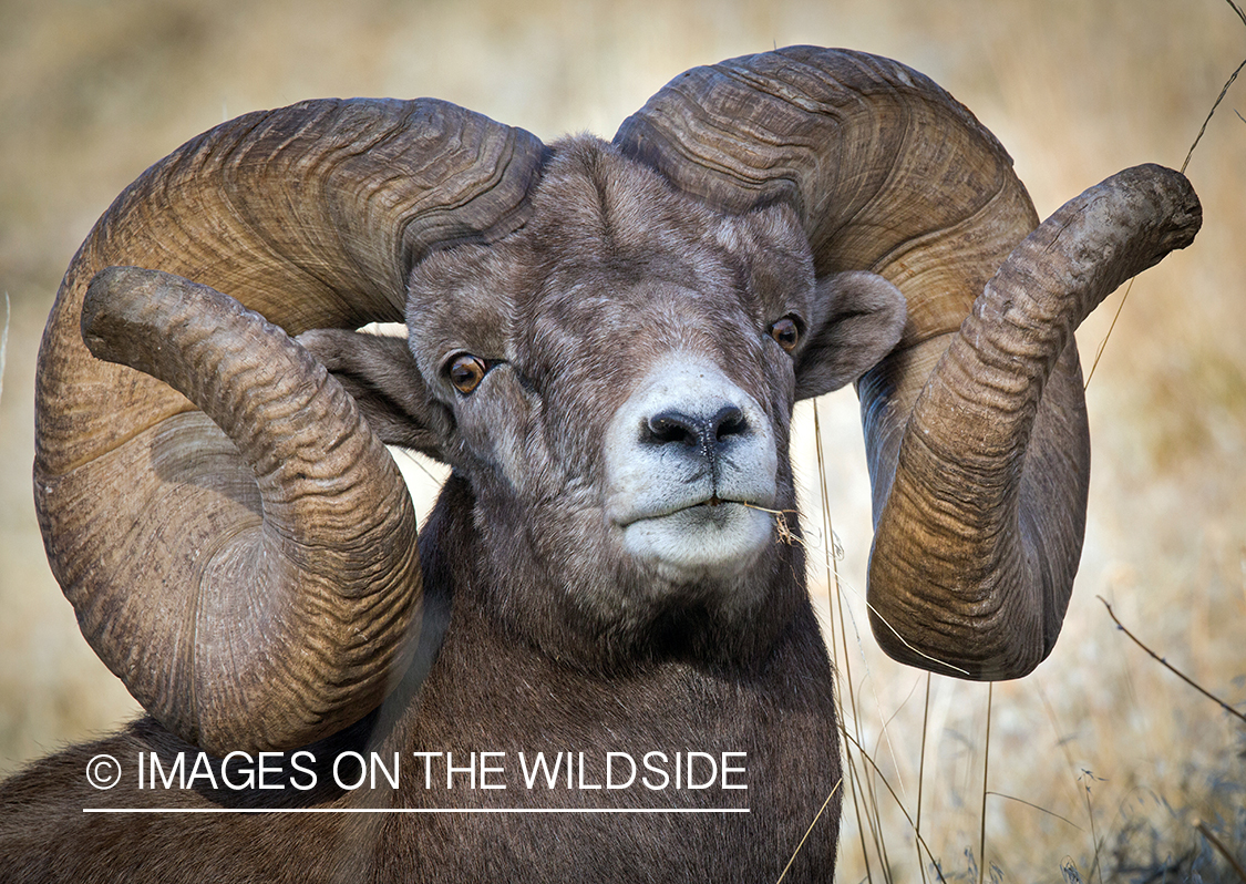 Bighorn sheep ram in field.