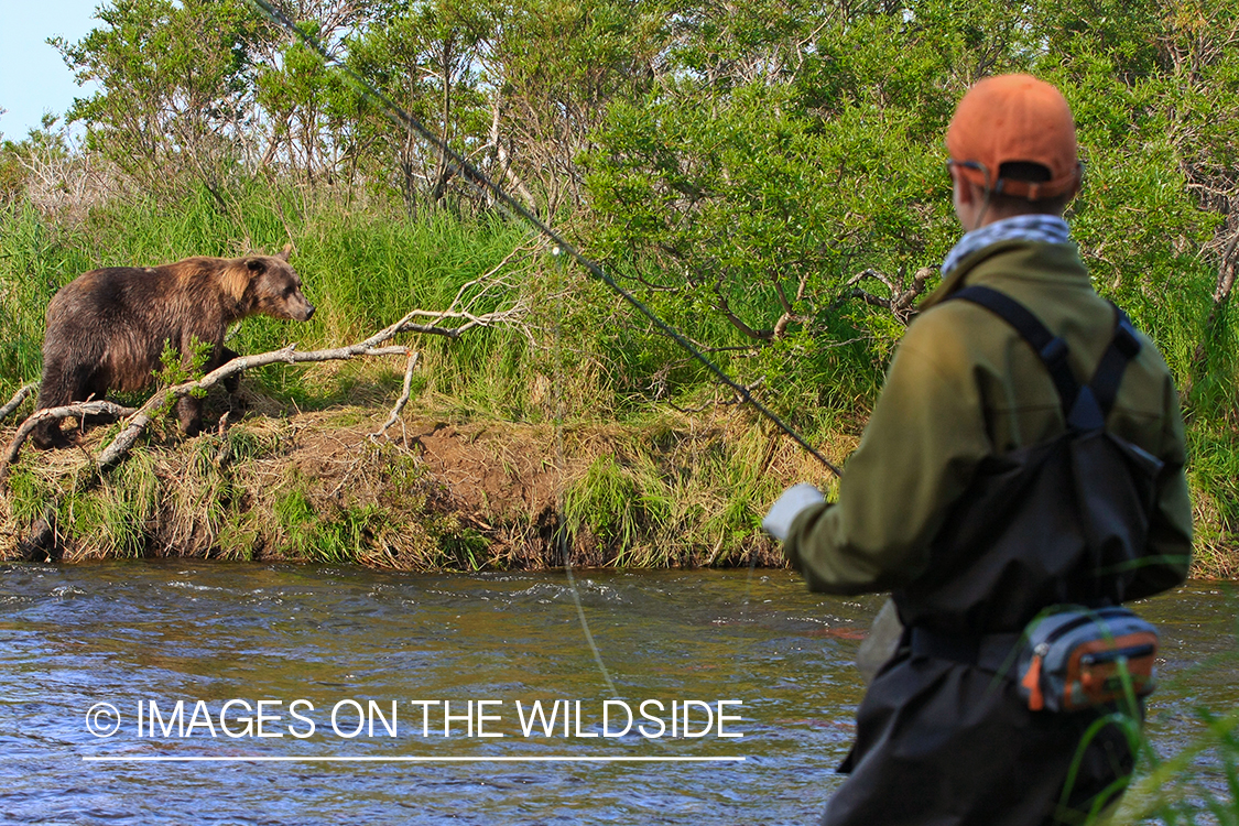 Flyfisherman with Grizzly Bear in Alaska.