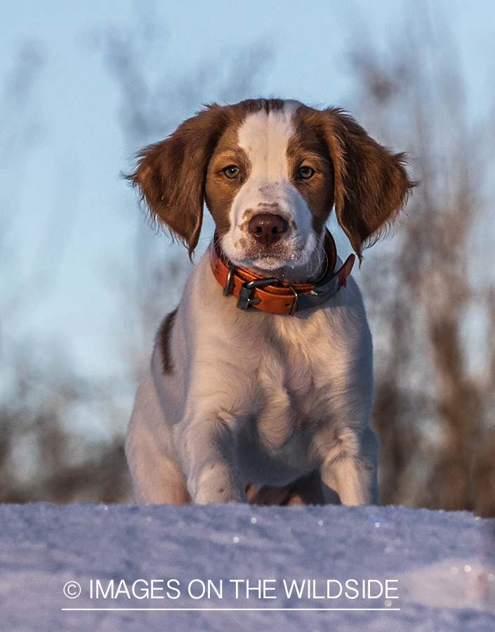 Brittany Spaniel puppy in snow.