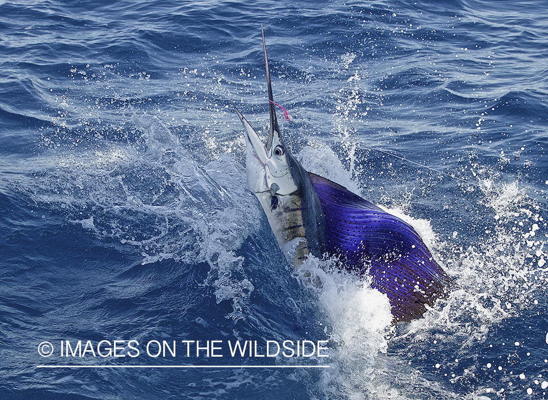 Deep sea fisherman fighting jumping pacific sailfish.
