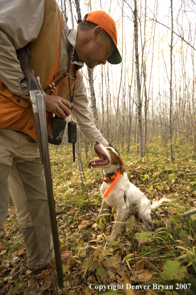 Upland game bird hunter with English Setter in field.