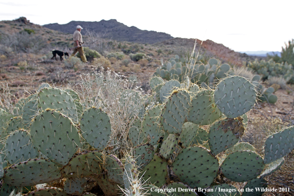 Upland game bird hunter with dog hunting desert quail in Arizona.