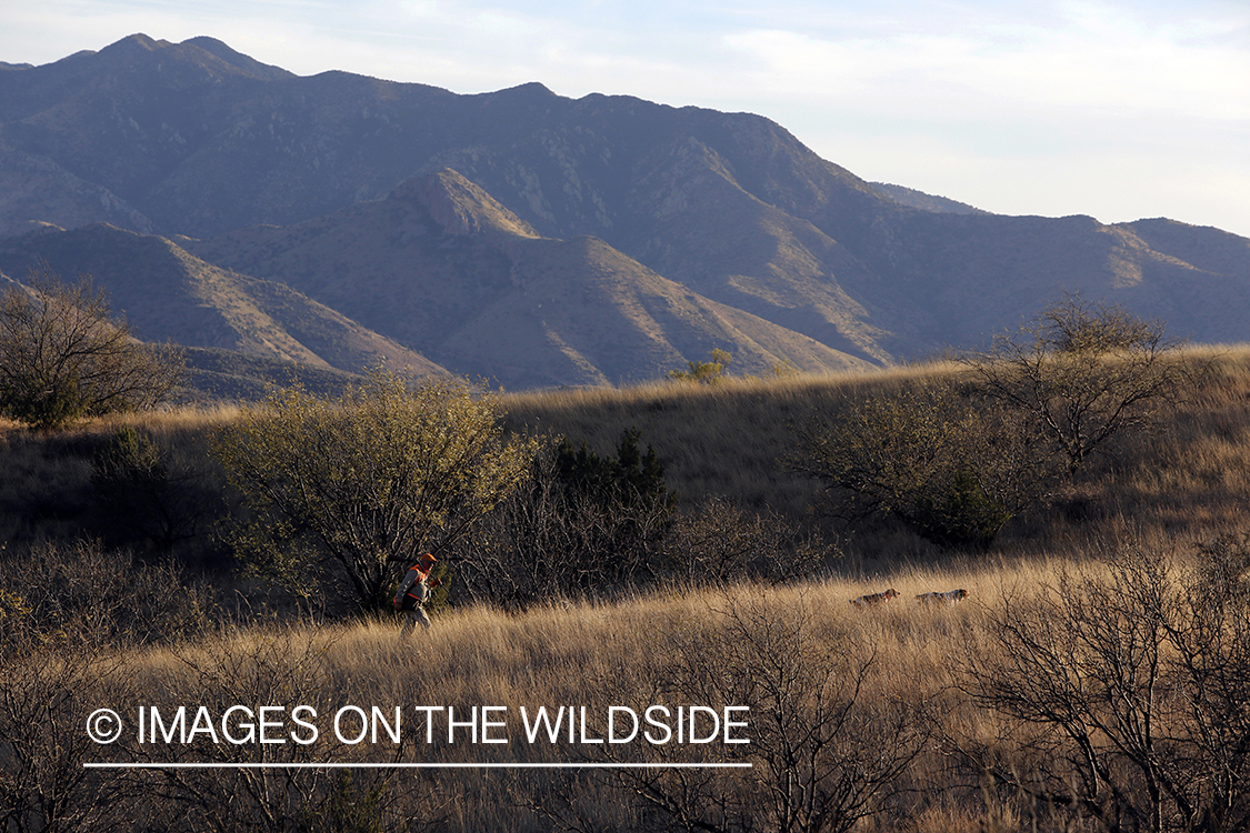 Mearns quail hunting with Brittany Spaniels.