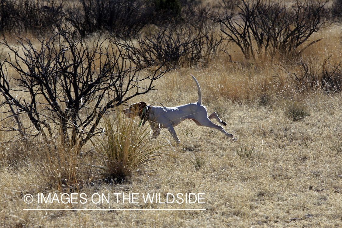 Dog in field during upland game bird hunt.