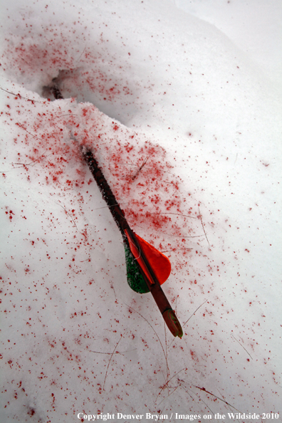 Archery hunting passed-through arrow in snow with blood and hair. 