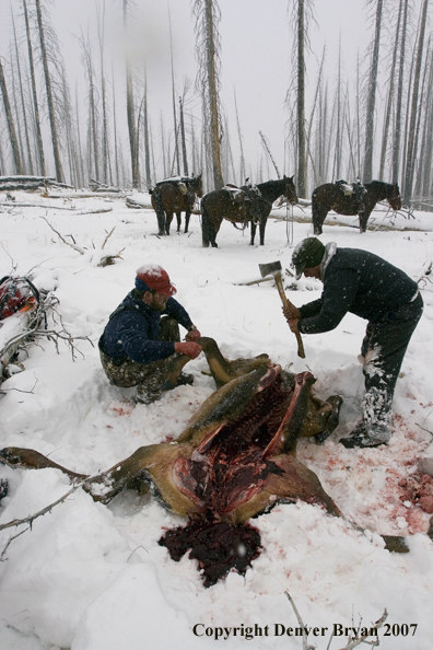 Elk hunter dressing downed elk.
