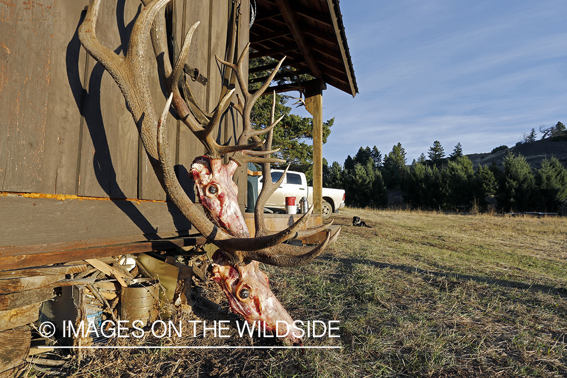 Recently bagged bull elk at camp.