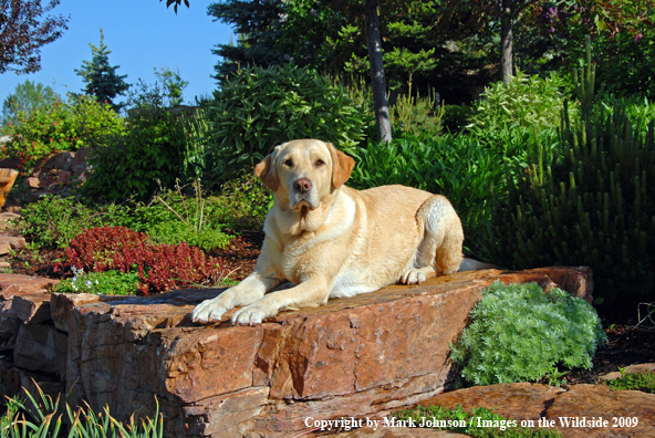 Yellow Labrador Retriever in field