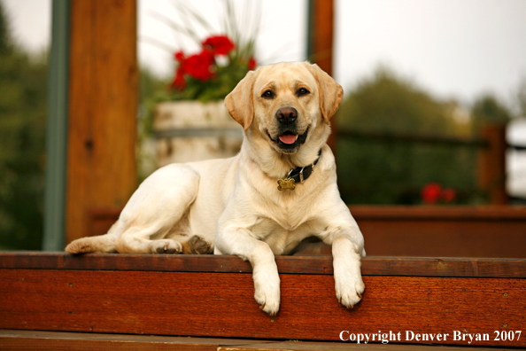 Yellow Labrador Retriever