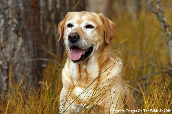 Yellow Labrador Retriever