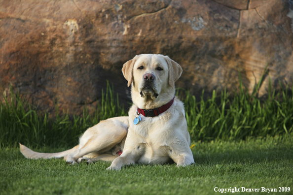 Yellow Labrador Retriever in yard