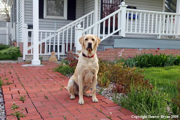 Yellow Labrador Retriever in front of house