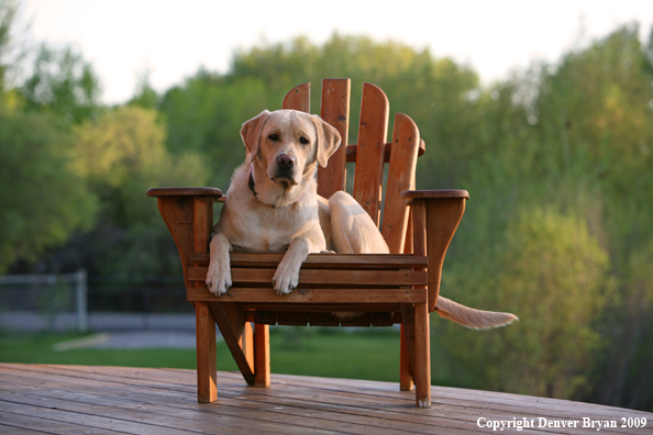 Yellow Labrador Retriever in chair