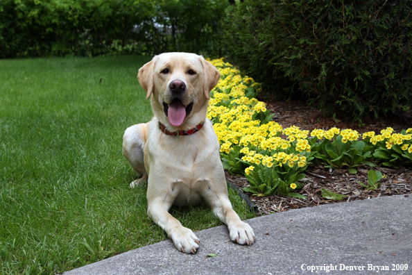 Yellow Labrador Retriever by flowers
