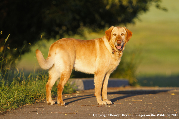 Yellow Labrador Retriever