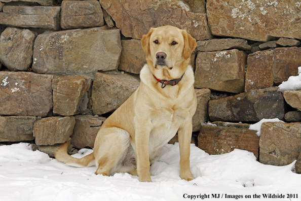 Yellow Labrador Retriever 