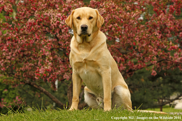 Yellow Labrador Retriever.