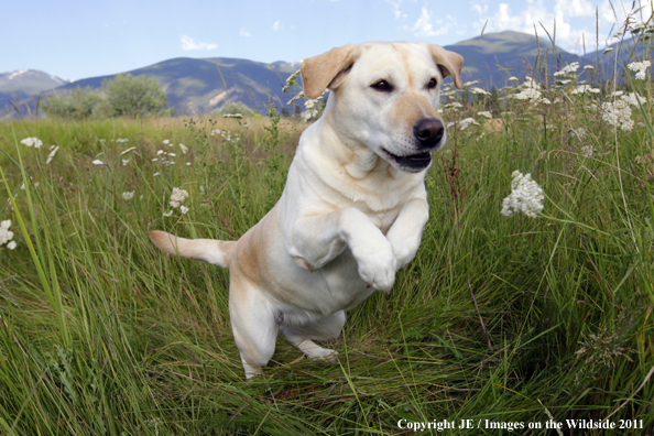 Yellow Labrador Retriever.