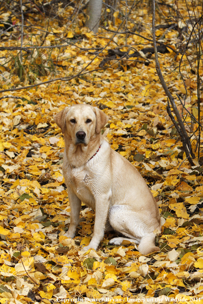 Yellow Labrador Retriever.