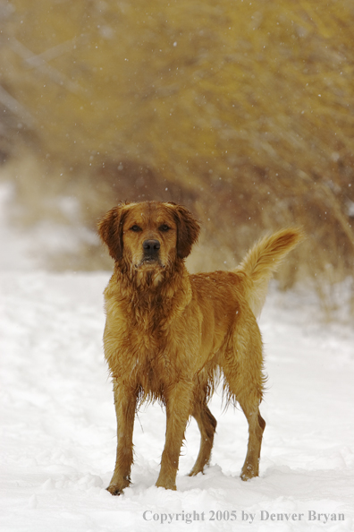 Golden Retriever in snow.