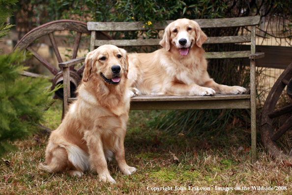 Golden Retrievers