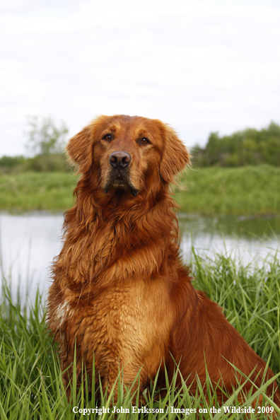 Golden Retriever in field