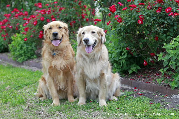Golden Retrievers