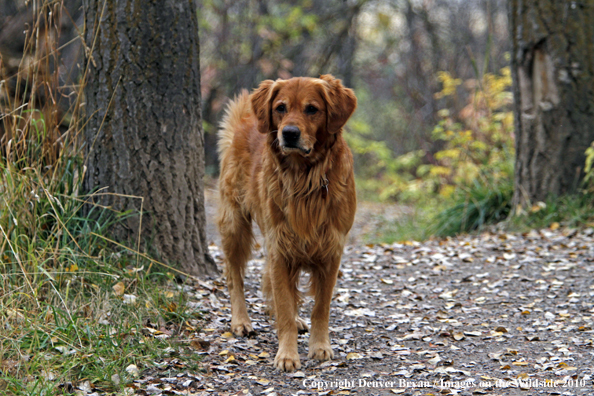 Golden Retriever