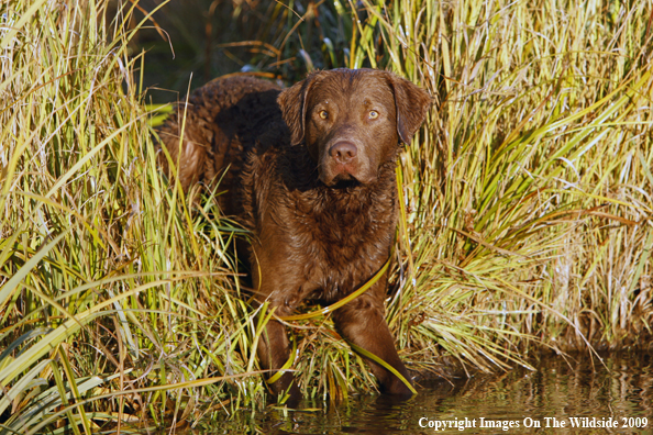 Chesapeake Bay Retriever