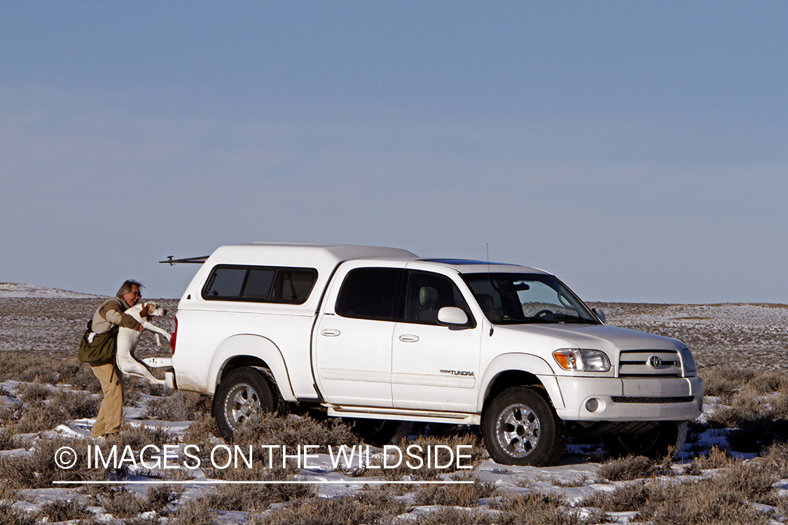 Falconer loading english pointer in truck.