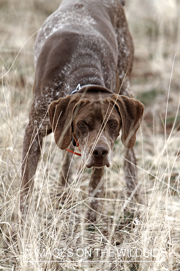 German shorthaired pointer in field.