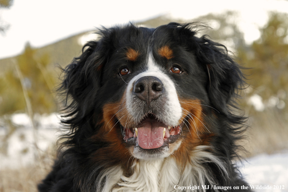 Bernese Mountain Dog.
