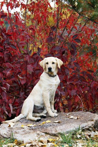 Yellow Labrador Retriever Puppy