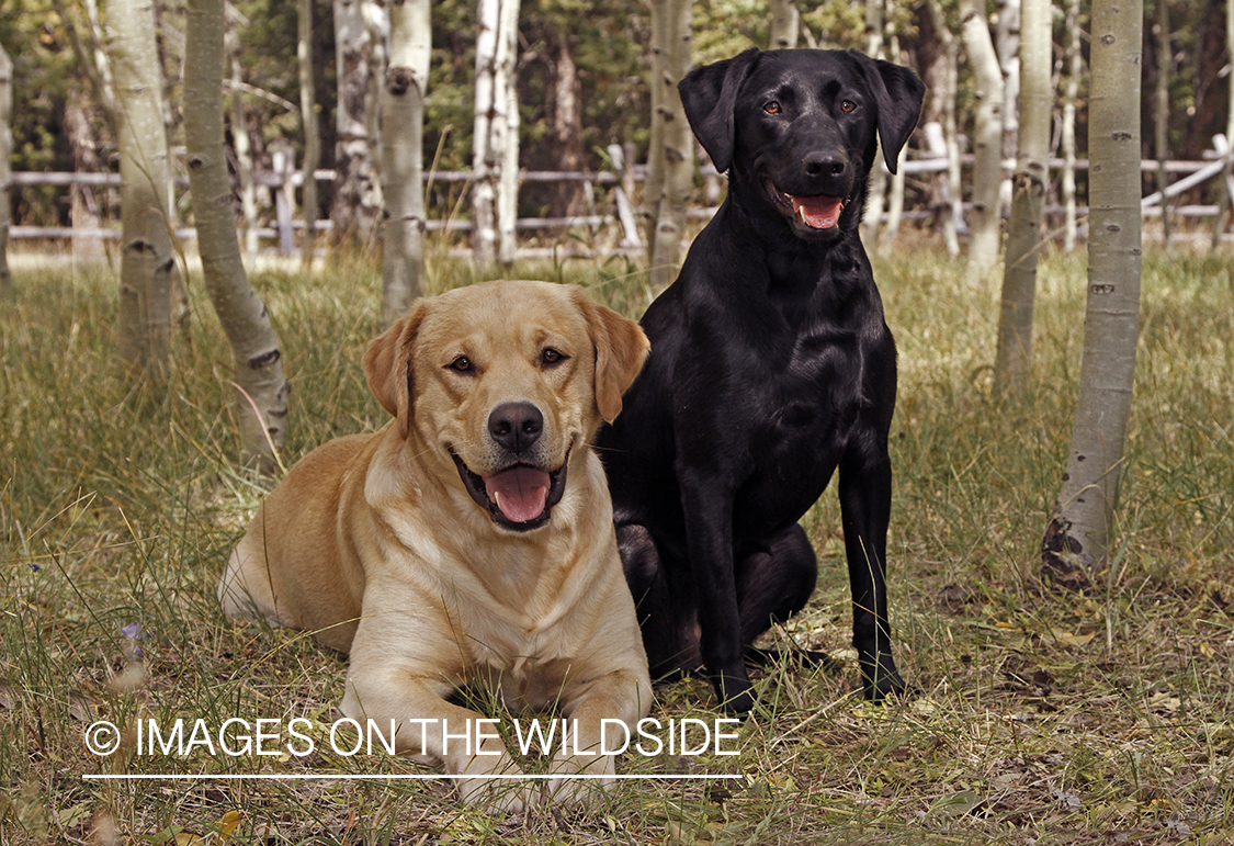 Yellow and Black Labrador Retriever in field. 
