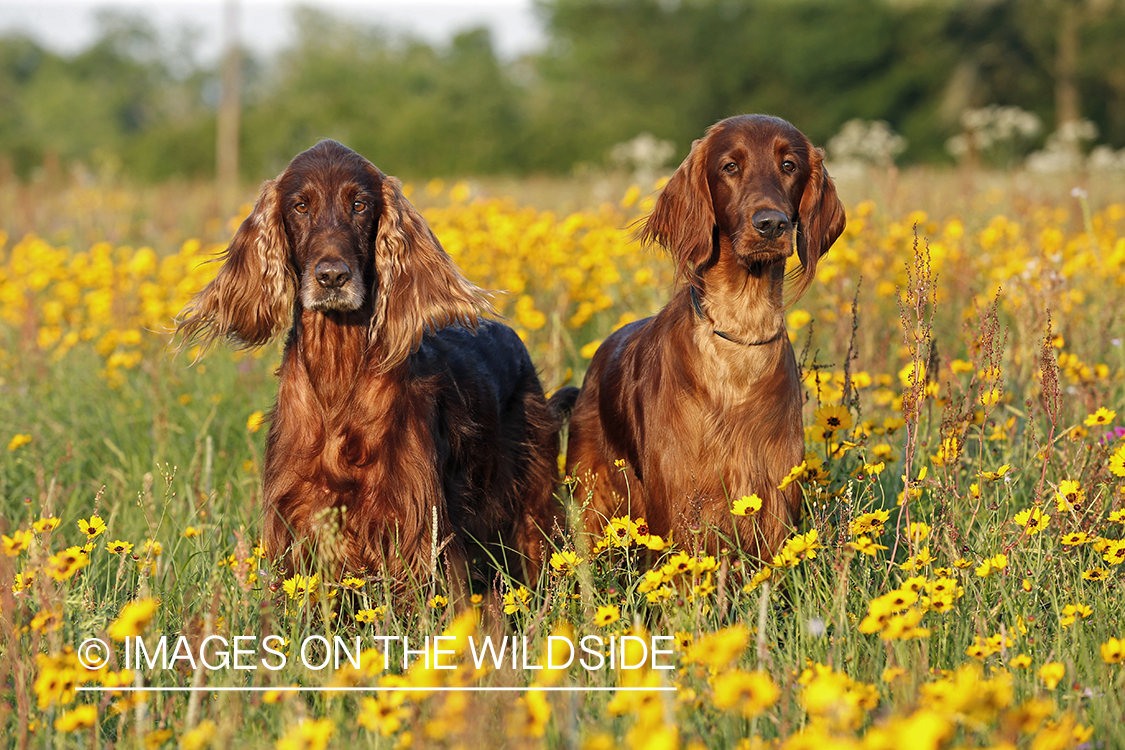 Irish Setters in field.