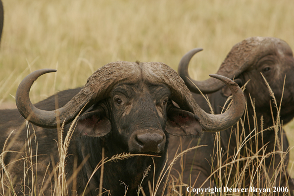 African Cape Buffalo