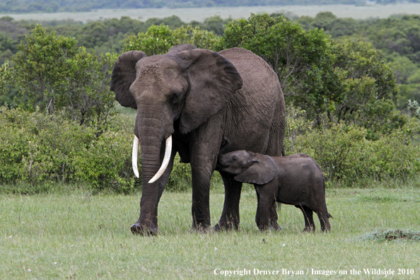 African Elephant (cow with calf)