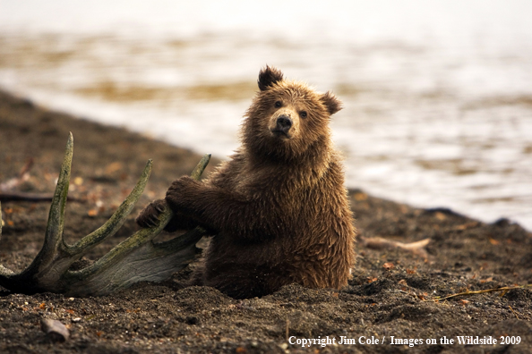 Brown Bear Cub in habitat
