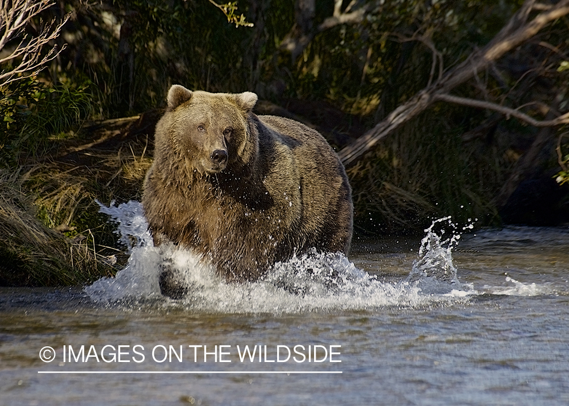 Brown Bear in habitat.