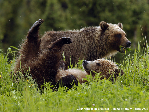 Grizzly bears in habitat