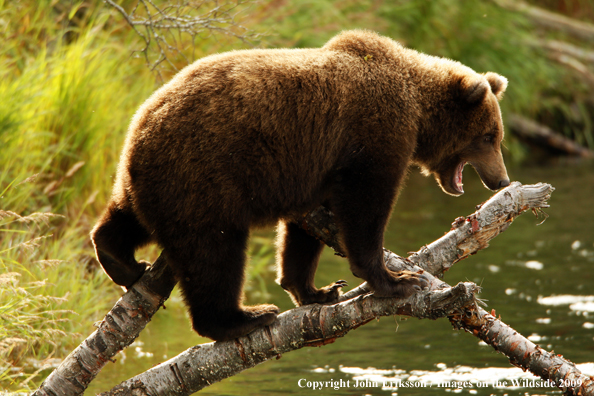 Brown/Grizzly Bear in habitat