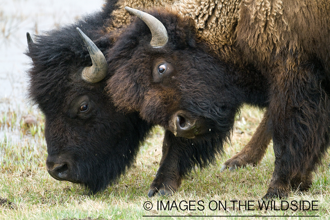 American Bison fighting in habitat.