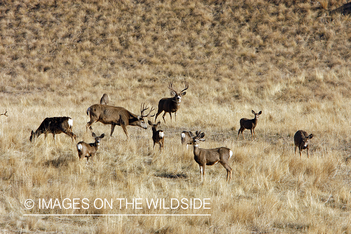 Mule deer 