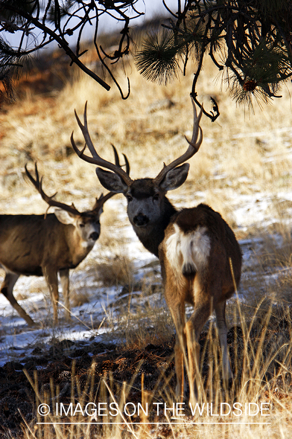 Mule deer 